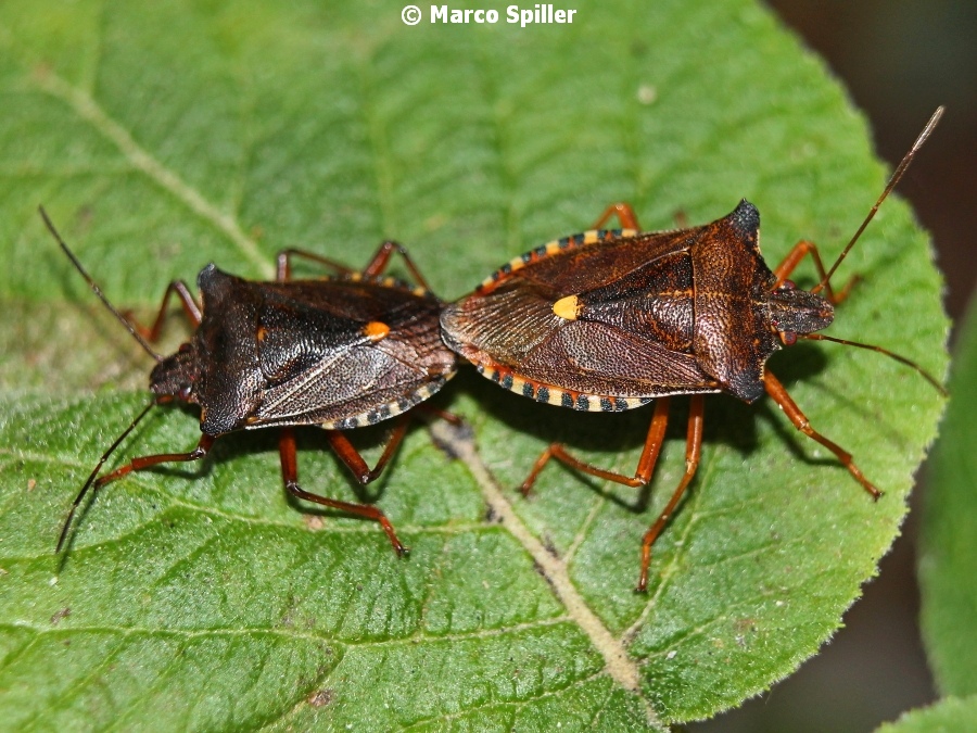 Pentatoma rufipes in copula